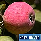 Как мога да накарам моето ябълково дърво да дава плодове?