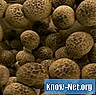 Cum se pregătesc ciupercile fierte