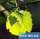 Cómo conservar las hojas de parra en salmuera