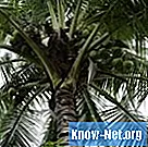 Kā noņemt kokosriekstu koku no sava pagalma
