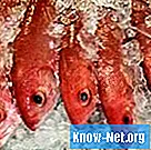 Hur man tar bort skalor från röd snapperfisk