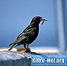 Hogyan lehet eltávolítani a madarakat a ragasztócsapdákból