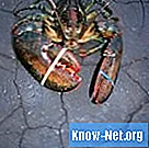 Cara membuang usus dan membersihkan lobster