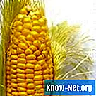 Čo musia klíčiť semená kukurice?