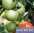 Mengapa tomat tidak matang pada pokok anggur?