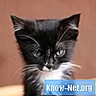 Nízky obsah draslíka u mačiek - Život