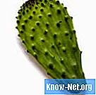 Ktoré druhy kaktusov sú jedlé?