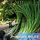 Ktoré časti zelenej cibule sú jedlé?