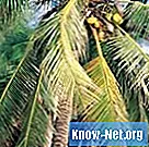Vad är kokosnötaminosyror?