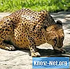 Care este rețeaua alimentară a ghepardului?