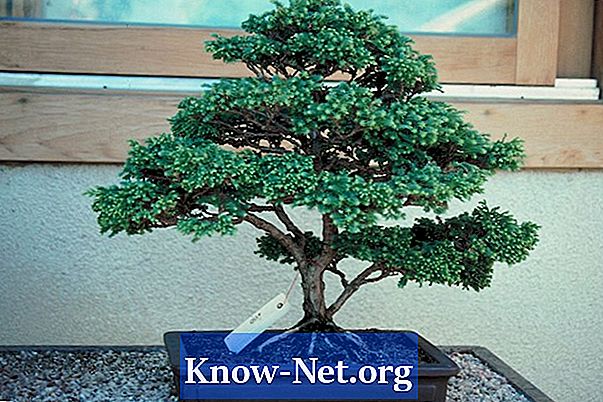 Er det mulig å holde en liten cypress bonsai?