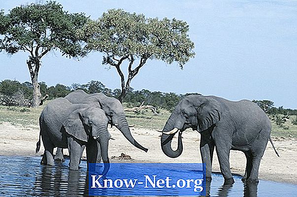 Er det muligt at fjerne bytte fra en elefant uden at dræbe dyret?