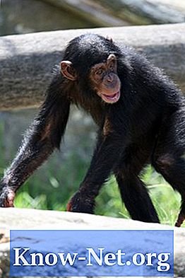 Anpassung von Schimpansen