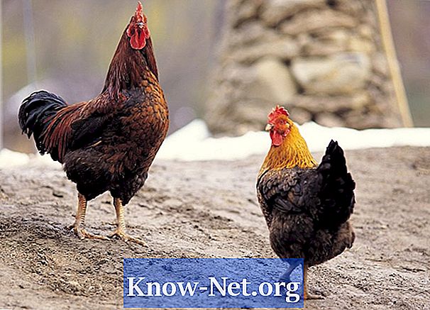 닭 또는 다른 애완 동물을위한 급수 시스템을 만드는 방법