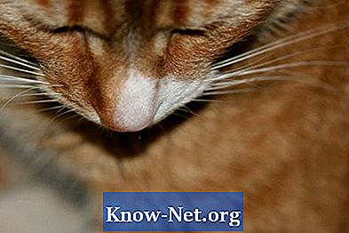 Amputacja nosa u kotów - Artykuły