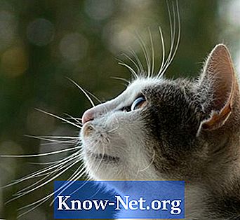 बिल्लियों में मूत्र संक्रमण के लिए वैकल्पिक एंटीबायोटिक
