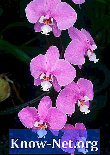 Mano violetinės kandinės orchidėjos stiebo lapai yra juodi