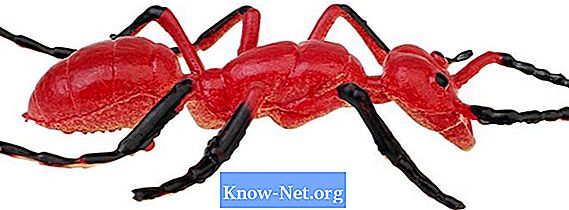 Mrówki, które wyglądają jak pająki - Artykuły
