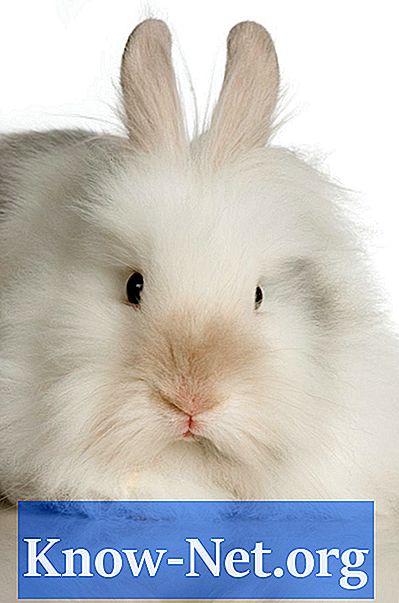 De vänligaste raserna av kaniner - Artiklar