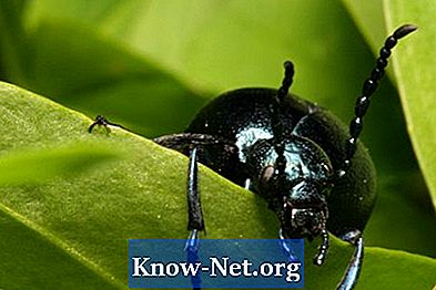Gândac negru cu pete galbene - Articole