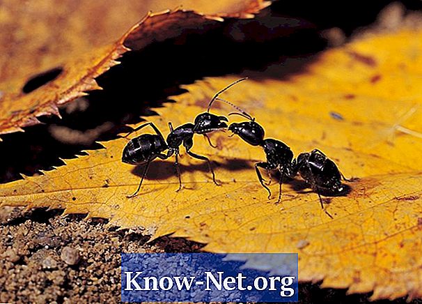 Bakpulver för att döda snickare myror