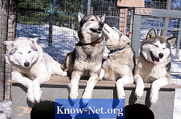 Teigiamos ir neigiamos Sibiro huskies savybės