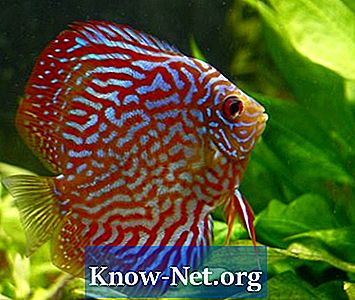 Causes de l'acidité élevée dans les aquariums d'eau douce?