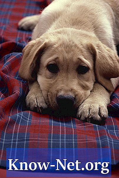 Ursachen für das Vorhandensein von Blut im Urin von Hunden - Artikel