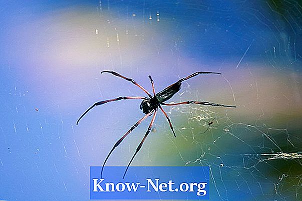 W jaki sposób zwykły domowy pająk łapie i zjada zdobycz?