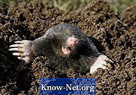 Sådan Stop Garden Moles - Artikler