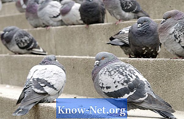 Comment garder les pigeons à distance