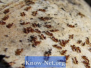 Kaip sumažinti niežėjimą ir mušimą iš skruzdžių-snukio įkandimų