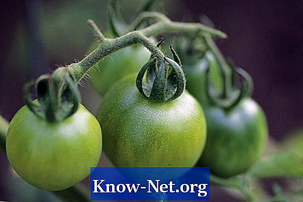 Kako rastu zelene rajčice kod kuće