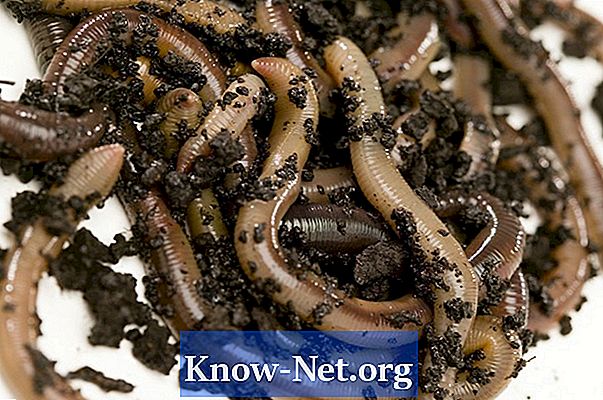 Як дощові черв'яки впливають на ріст рослин?