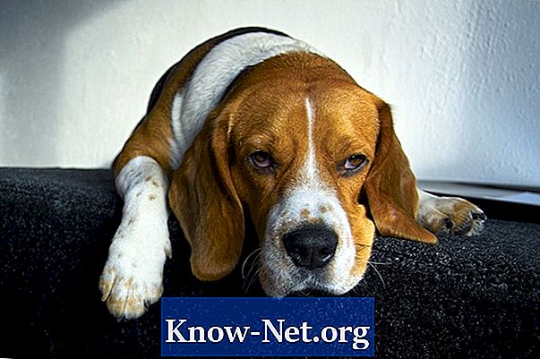 Hur dödar pumpafrön bandmaskar på hundar?