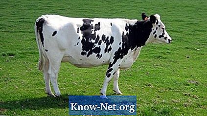 Як зупинити коров'ячу діарею
