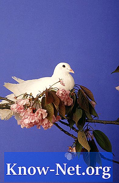 Hoe een duif te bouwen voor witte duiven
