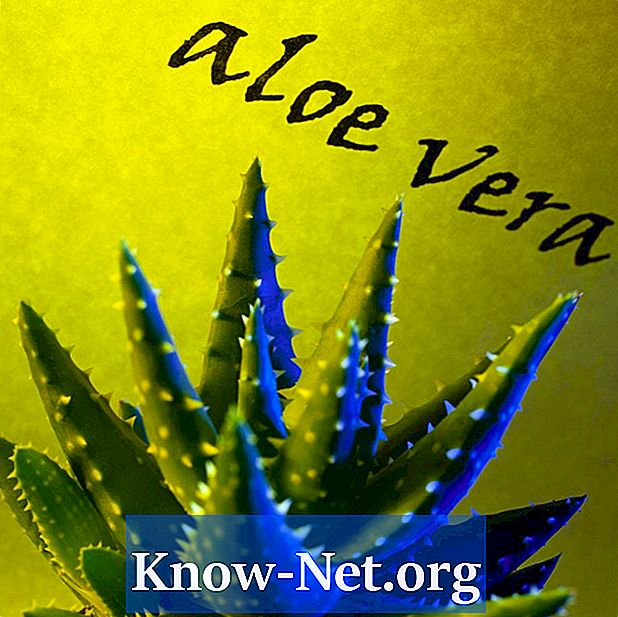 Hur man konsumerar aloe vera direkt från växten - Artiklar