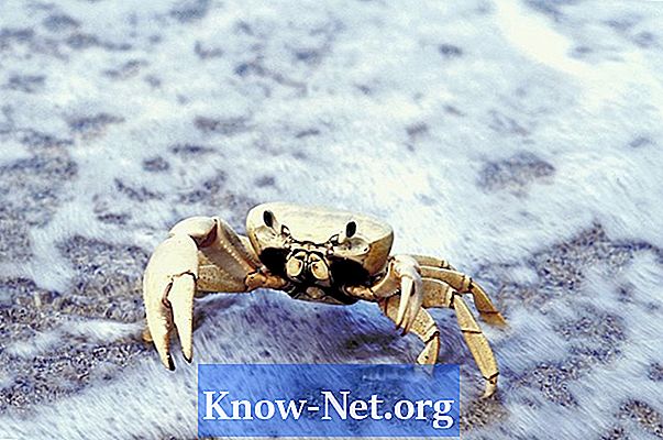 Comment créer un bac à crabe - Des Articles