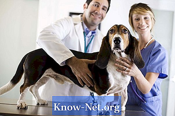 Cum să ai grijă de un câine cu o nervură ruptă - Articole