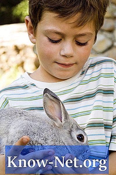 Kako skrbeti za pritlikavega zajca v hiši