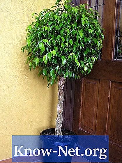 Comment prendre soin d'un Ficus Benjamina