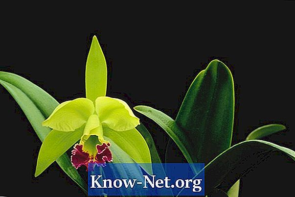 Como cuidar de uma orquídea capuz-de-freira
