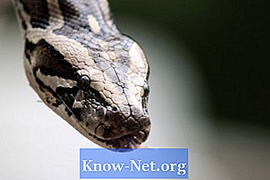 Hogyan kell gondoskodni egy burmai pythonról