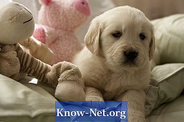 Comment prendre soin de votre chien après la stérilisation?