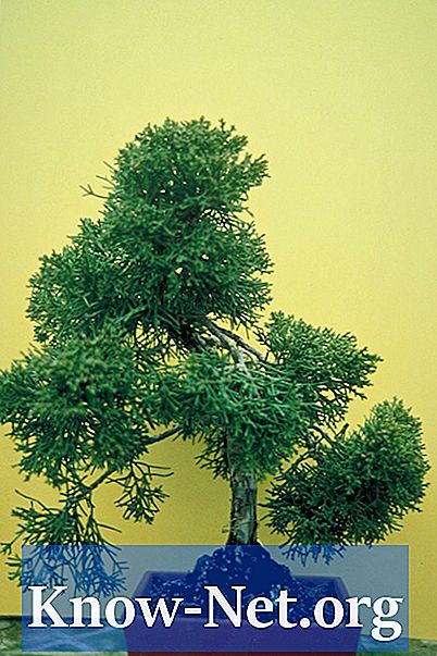 Kaip auginti cypress Hinoki