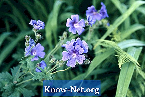 Kako rasti citronella geraniums - Članci