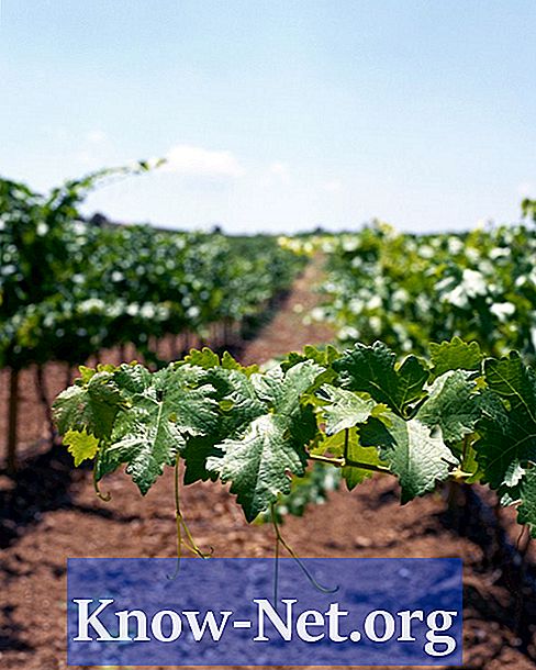 Jak uprawiać winorośl w wazonie