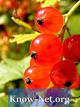 Как да расте растение червено френско грозде