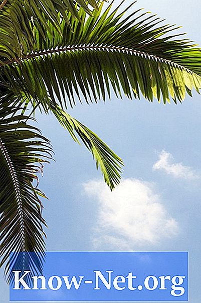 Як виростити справжнє дерево пальми